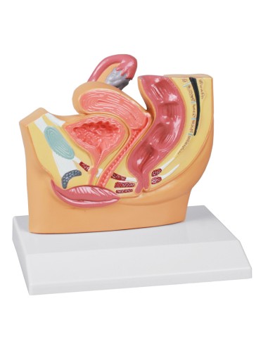 Erler Zimmer, anatomical model of female pelvis at half size H220