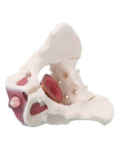 Erler Zimmer, anatomical model of male pelvis with pelvic floor, in 2 parts 4070M