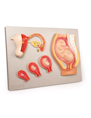 Erler Zimmer L101 fetal development