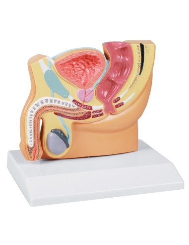 Erler Zimmer, anatomical model of half-size male pelvis H221