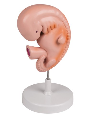 4 Wochen alter menschlicher Embryo Erler Zimmer L215