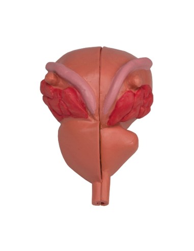 Erler Zimmer, anatomical model of prostate, decomposable into 2 parts 1261