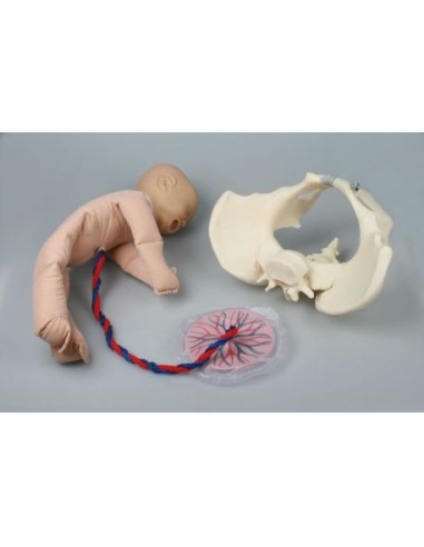 Erler Zimmer, Female Pelvis with Fetus Dummy - 4071