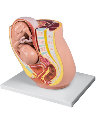 Anatomical model of pregnancy at 32 weeks Erler Zimmer L220