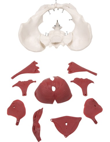 Erler Zimmer, anatomisches Modell des weiblichen Beckens mit Beckenboden, in 12 Teilen 4075