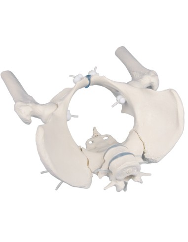 Erler Zimmer, elastically mounted model of female pelvis skeleton with two lumbar vertebrae and trunks of femurs 4059G