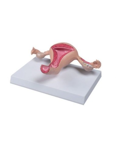 Erler Zimmer, life-size anatomical model of uterus L261