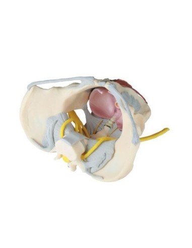 Erler Zimmer, anatomical model of female pelvis with pelvic floor, ligaments and nerves 4070B