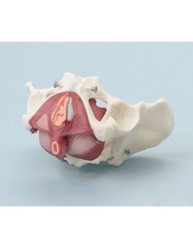 Erler Zimmer, anatomical model of female pelvis with pelvic floor, in 5 parts 4070