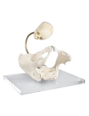 Erler Zimmer L230 birthing demonstration model