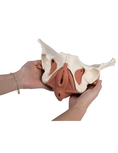 Modello anatomico di bacino femminile con pavimento pelvico, in 12 parti , magnetico Erler Zimmer 4076