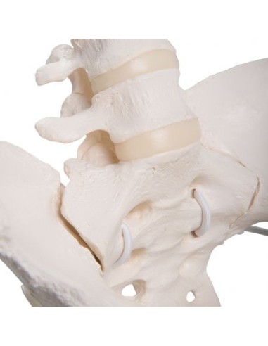 Esqueleto flexible de pelvis femenina 3B Scientific A61/1