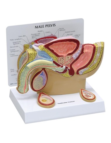 Modello anatomico di Pelvi maschile con testicoli - 3B Scientific 1019565