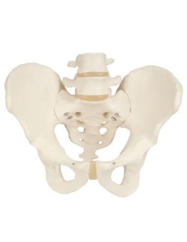 Modelo anatómico de esqueleto de pelvis masculino 3B Scientific A60