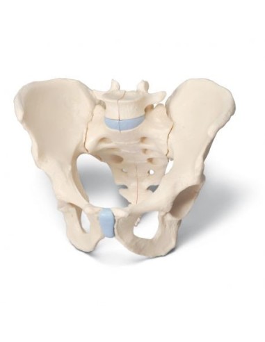 Anatomical model of male pelvis skeleton 3B Scientific H21/1