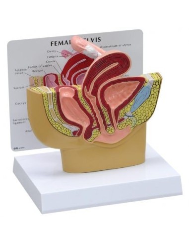 Anatomical model of female pelvis in section 3B Scientific 1019561