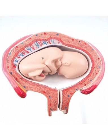 3B Scientific, Embryo Model 4