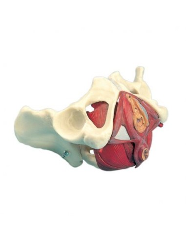 3B Scientific, Female pelvis with pelvic diaphragm, decomposable into 5 parts W19025