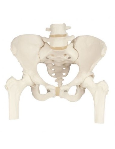 3B Scientific, Modelo de esqueleto de pelvis de mujer, con troncos de fémur A62