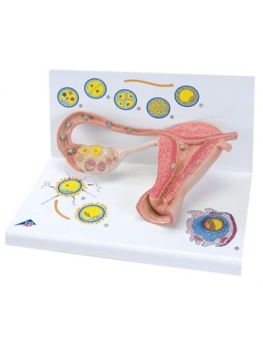 3B Scientific, Stadi della Fecondazione e della germinazione, ingrandito 2 volte  L01