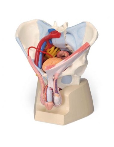 Pelvis masculina 3B Científica con ligamentos, vasos, nervios, suelo pélvico y órganos, en 7 partes H21/3