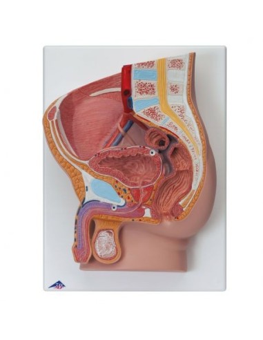 Anatomical model of male pelvis, decomposable into 2 parts 3B Scientific H11