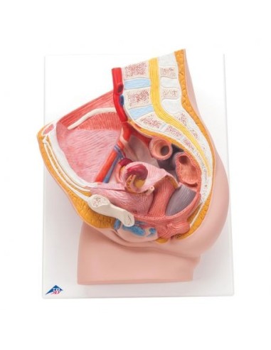 3B Scientific, anatomical model of female pelvis, decomposable into 2 parts H10