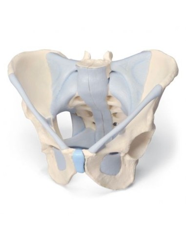 Anatomisches Modell eines männlichen Beckenskeletts mit Bändern 3B Scientific H21/2