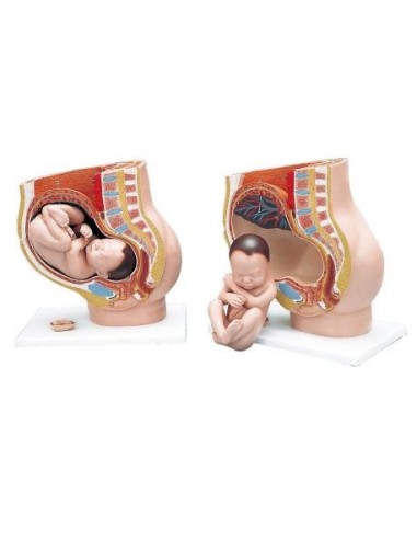 3B Scientific, Anatomical Model of Gravid Pelvis, decomposable into 3 parts L20