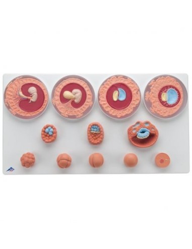 3B Scientific, Anatomical Model of Development of an Embryo in 12 Stages VG391