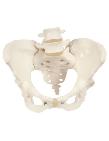 3B Scientific, anatomisches Modell eines weiblichen Beckenskeletts A61