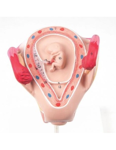 3B Scientific, Embryo Model 2