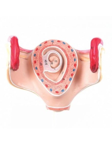 3B Scientific, Embryo Model 1