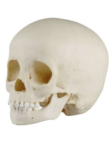 3-year-old child's skull Erler Zimmer 4776