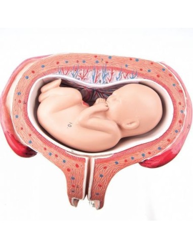 3B Scientific, Embryo Model 5