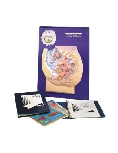 3B Scientific. Teaching Set, Female Reproductive System W40214.