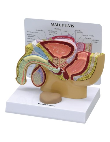 Anatomical model of male pelvis with prostate in section 3B Scientific 1019562