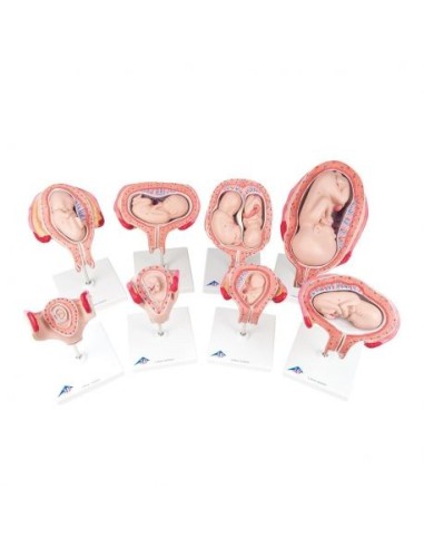 3B Scientific, Complete Pregnancy Series L10