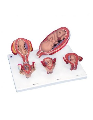 3B Scientific, Pregnancy Series basic edition L11/9