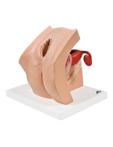 3B Scientific, gynecological model for interviewing P53 patients