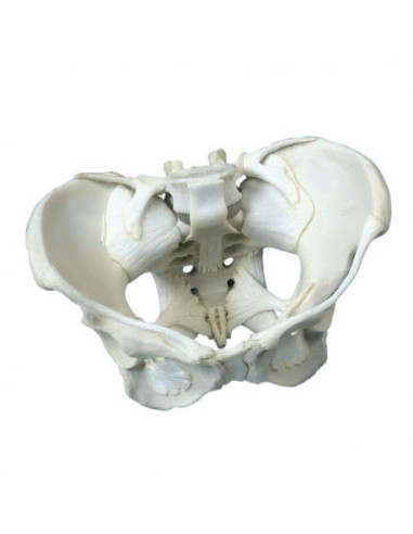 3B Scientific, Esqueleto de pelvis femenino con ligamentos W19012