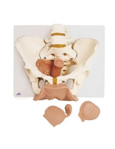 3B Científico, Pelvis femenina esqueleto con genitales, separable en 3 partes L31