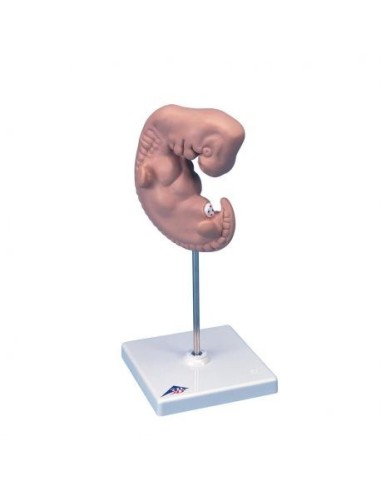 3B Scientific, 25-fold Magnified Embryo Model L15