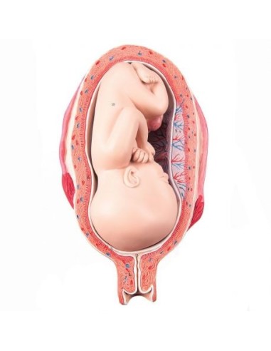 3B Scientific, Model of Fetus at 7