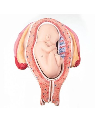 3B Scientific, Embryo Model 5