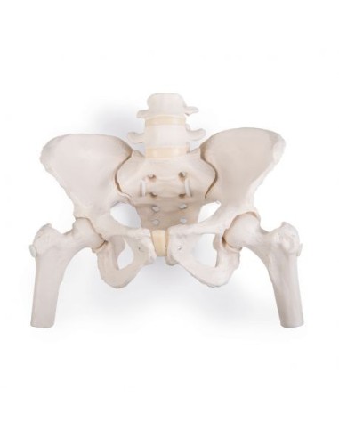 Esqueleto flexible de pelvis femenina montado elásticamente con troncos de fémur 3B Scientific A62/1