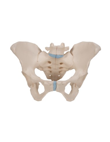 Pelvis femenina 3B Scientific H20/1, separable en 3 partes