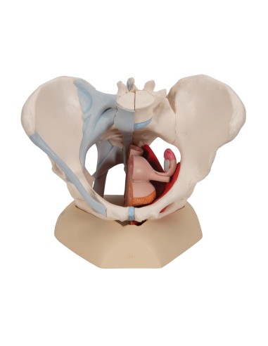 Pelvis femenina 3B Científica H20/3, con ligamentos, en corte mediosagital