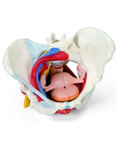 Female pelvis 3B Scientific with ligaments, vessels, nerves, pelvic floor and organs, in 6 parts H20/4