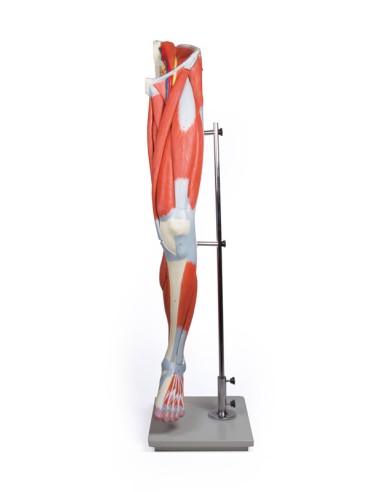 Leg muscles, life-size Erler Zimmer M220